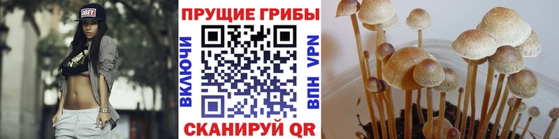 Псилоцибиновые грибы мицелий Болохово